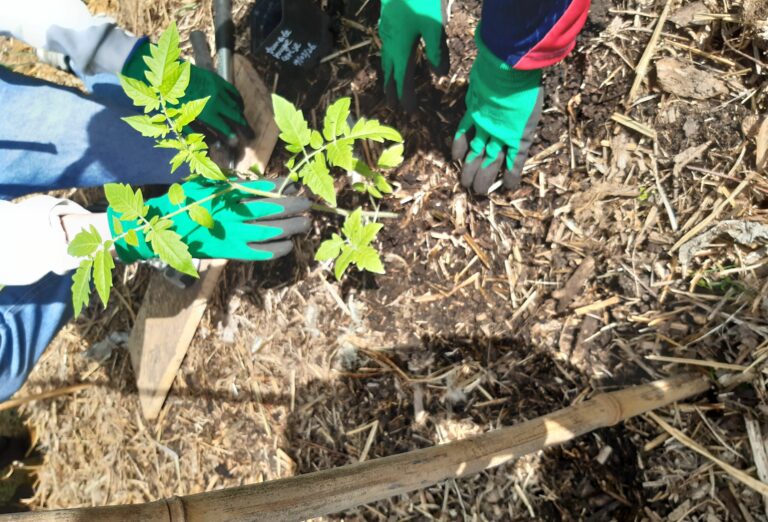 Lire la suite à propos de l’article Les 2FLE au jardin : écoutez, ça pousse…